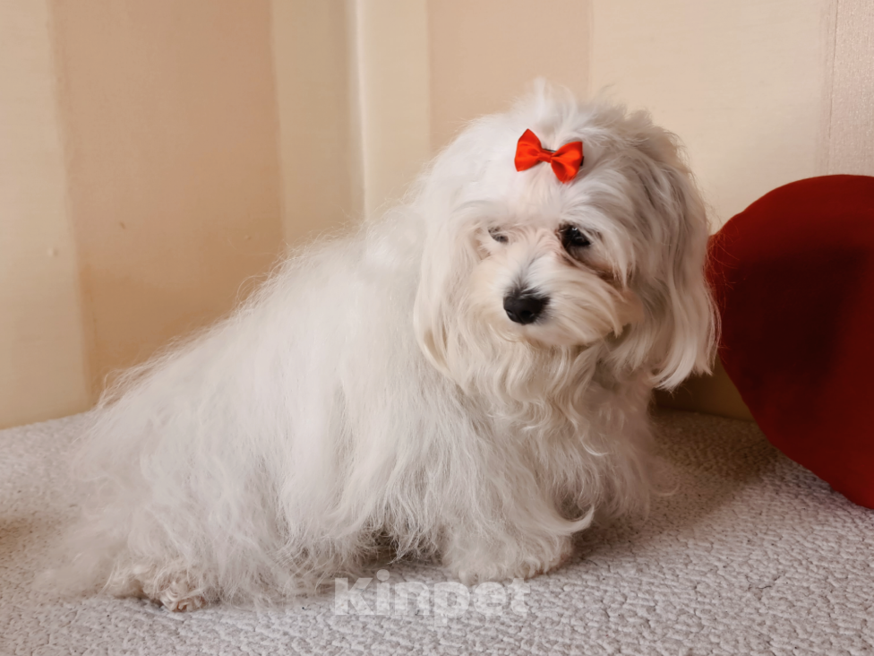 Собаки в Люберцах: ЩЕНОК МАЛЬТИПУ Мальчик, Бесплатно - фото 7