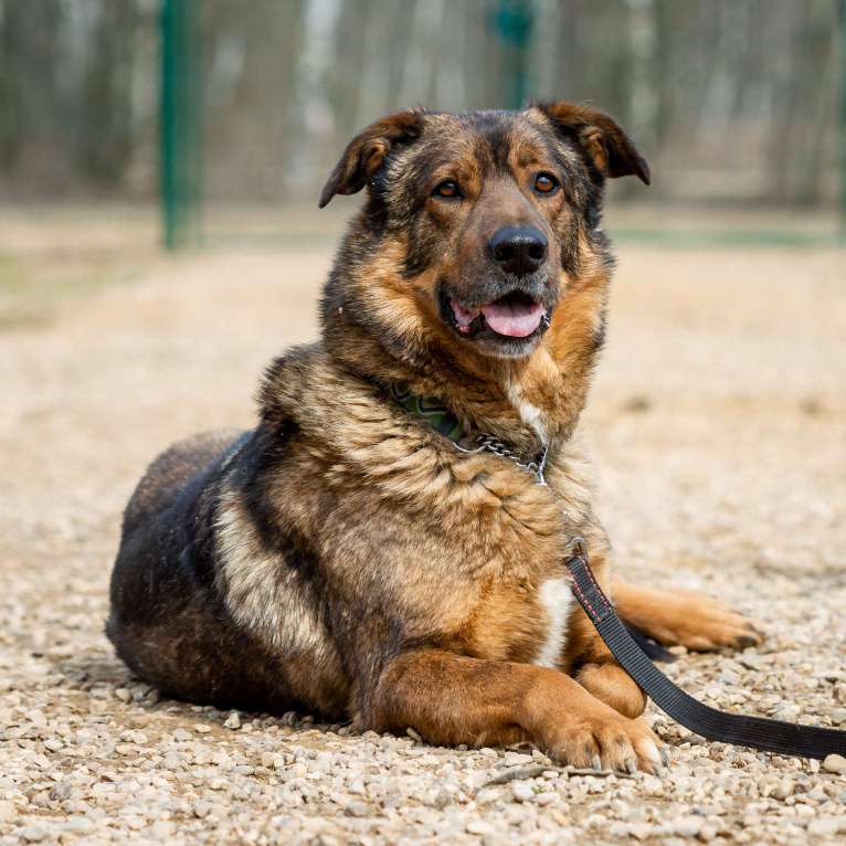 Собаки в Москве: Валик Мальчик, Бесплатно - фото 8