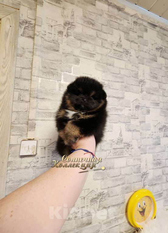 Собаки в Москве: Шпиц померанский из племенного питомника Мальчик, Бесплатно - фото 2