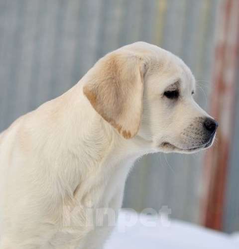 Собаки в Задонске: Девочка Лабрадора Мальчик, 70 000 руб. - фото 5