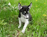 Собаки в Раменском: Щенки хаски Мальчик, 25 000 руб. - фото 6