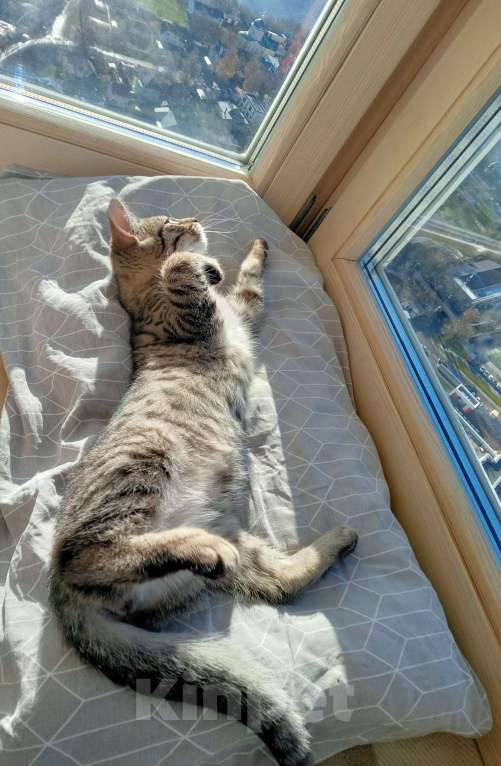 Кошки в Москве: Котенок Сима ищет дом и самых лучших хозяев Девочка, Бесплатно - фото 7