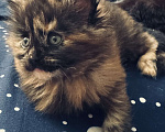 Кошки в Москве: Котята Мейн Кун Девочка, 25 000 руб. - фото 3