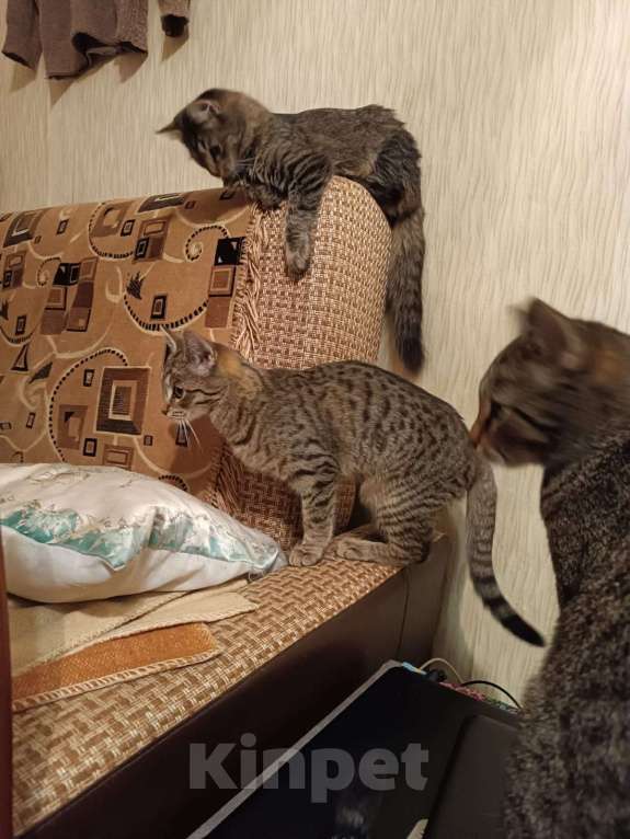 Кошки в Москве: Кошечка Крошка в добрые руки Девочка, Бесплатно - фото 3