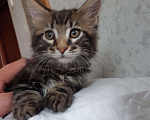 Кошки в Западном Двине: Мальчик породы Мейн кун Мальчик, 20 000 руб. - фото 9