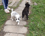 Собаки в Одинцово: Ищут дом щенки Мальчик, 1 руб. - фото 4