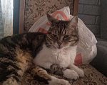 Кошки в Краснодаре: Кошка Девочка, Бесплатно - фото 2