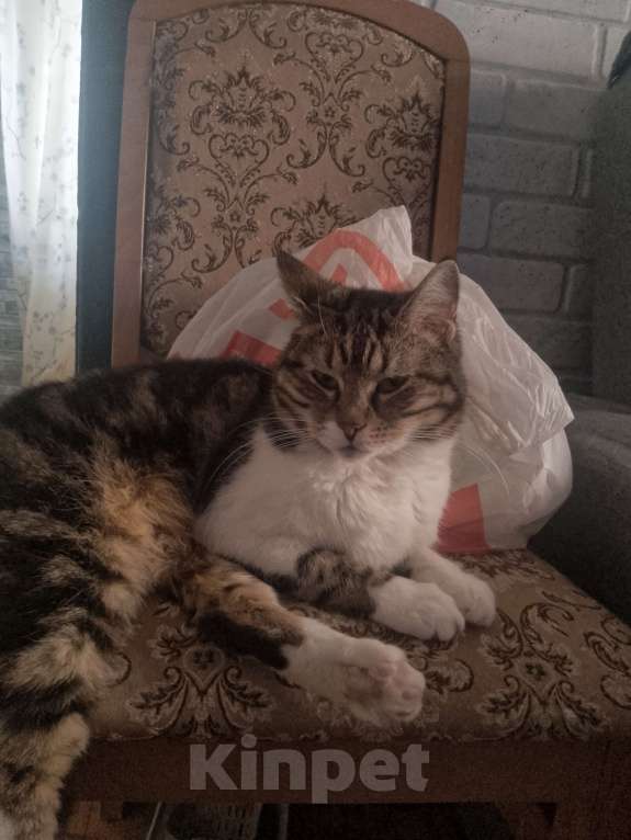 Кошки в Краснодаре: Кошка Девочка, Бесплатно - фото 2