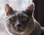 Кошки в Москве: Ласковый красавец голубого окраса Серый ищет дом Мальчик, 1 руб. - фото 1