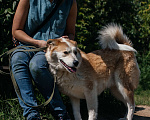 Собаки в Химках: Рыжий пес Мальчик, Бесплатно - фото 5