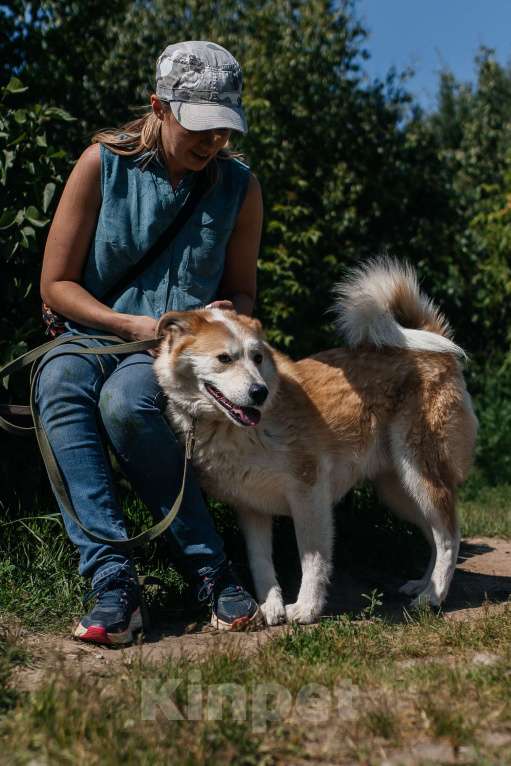 Собаки в Химках: Рыжий пес Мальчик, Бесплатно - фото 5