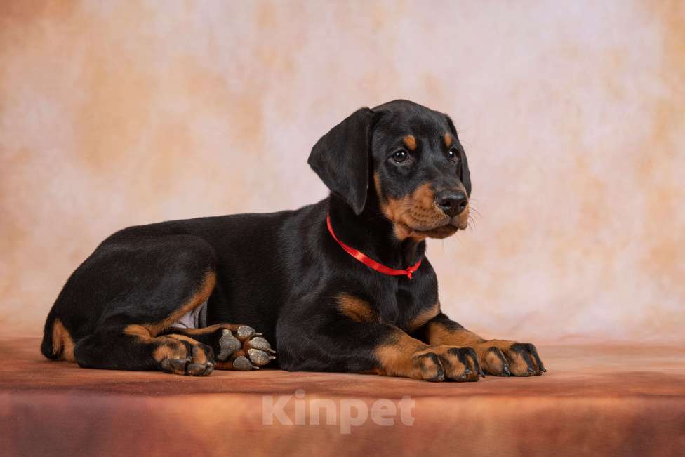 Собаки в Москве: Щенок добермана Девочка, 100 000 руб. - фото 4