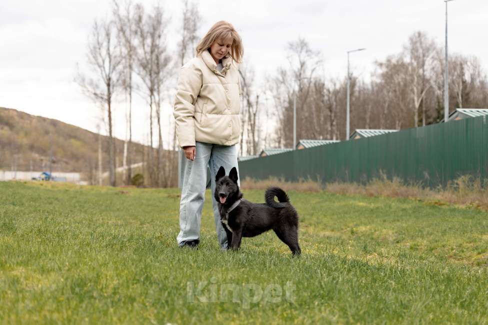 Собаки в Москве: Мята щенок девочка ищет дом Девочка, Бесплатно - фото 3