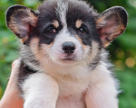 Собаки в Армавире: Мальчишка редкого черноголового окраса Мальчик, 100 000 руб. - фото 3