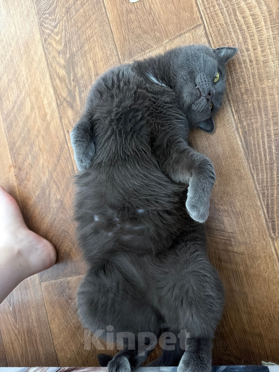 Кошки в Кемерово: Отдам кота! Мальчик, Бесплатно - фото 3