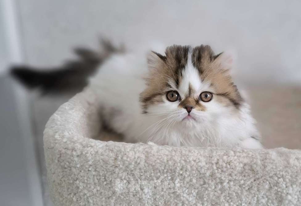 Кошки в Ярославле: Шотландская длинношерстная девочка Девочка, 35 000 руб. - фото 3