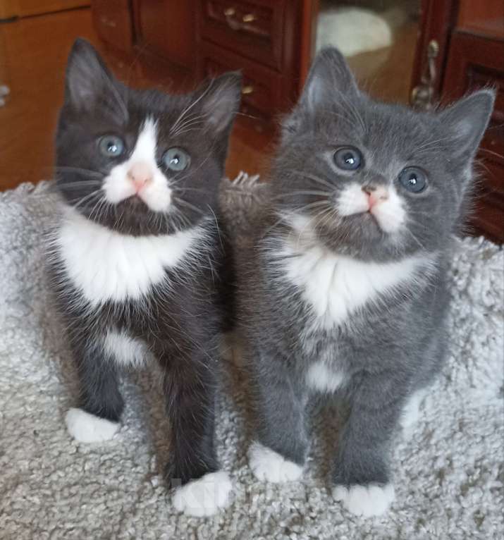 Кошки в Москве: Очаровашка черная с белым Девочка, 1 000 руб. - фото 3