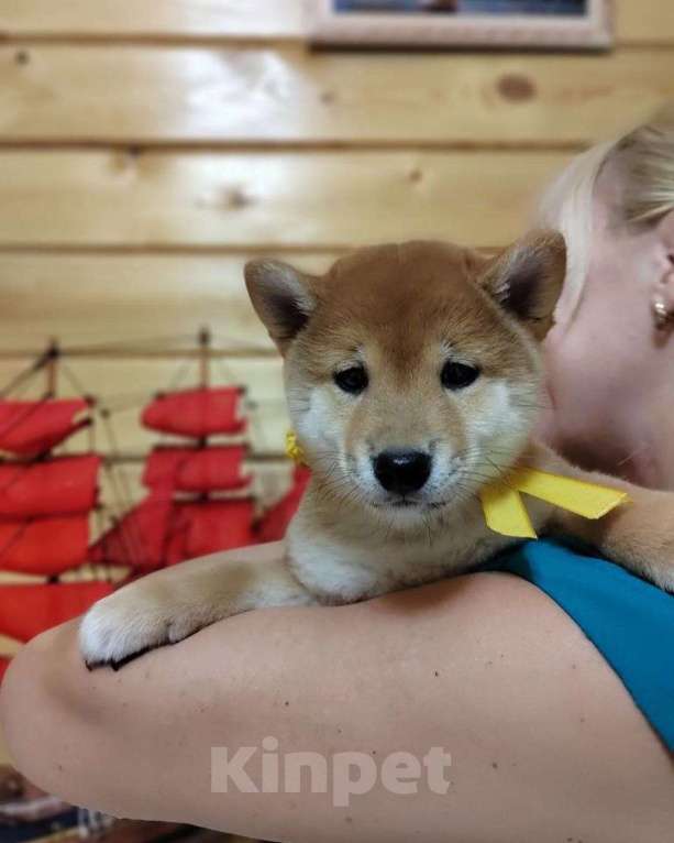 Собаки в Ореховом-Зуево: Сиба ину щенки три девочки  Девочка, 70 000 руб. - фото 5