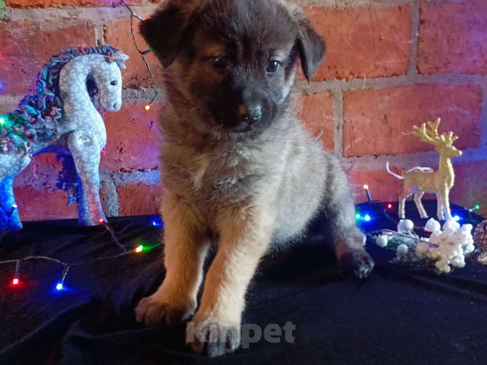 Собаки в других городах Краснодарского края: Девочка от Акиты-Ину Девочка, Бесплатно - фото 2