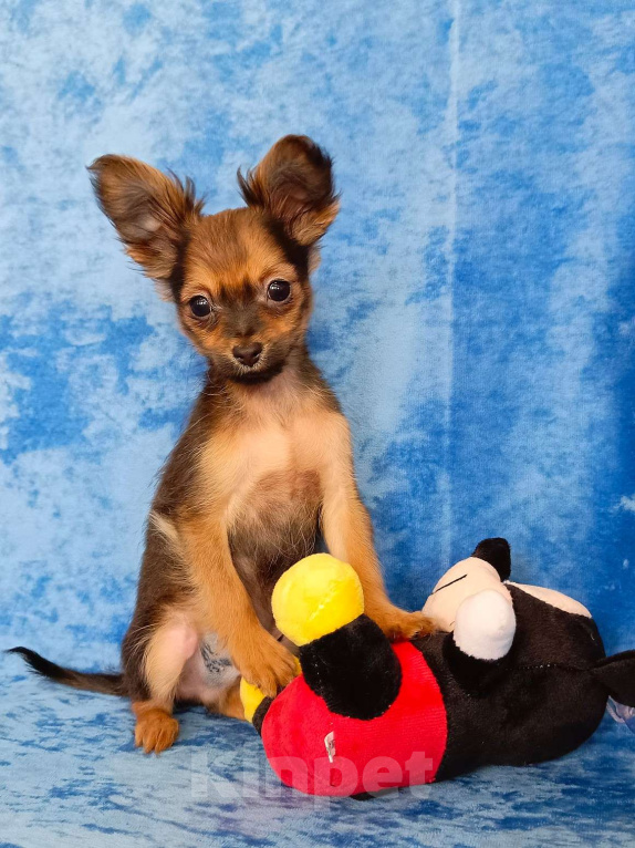 Собаки в Москве: Персей Мальчик, 50 000 руб. - фото 1