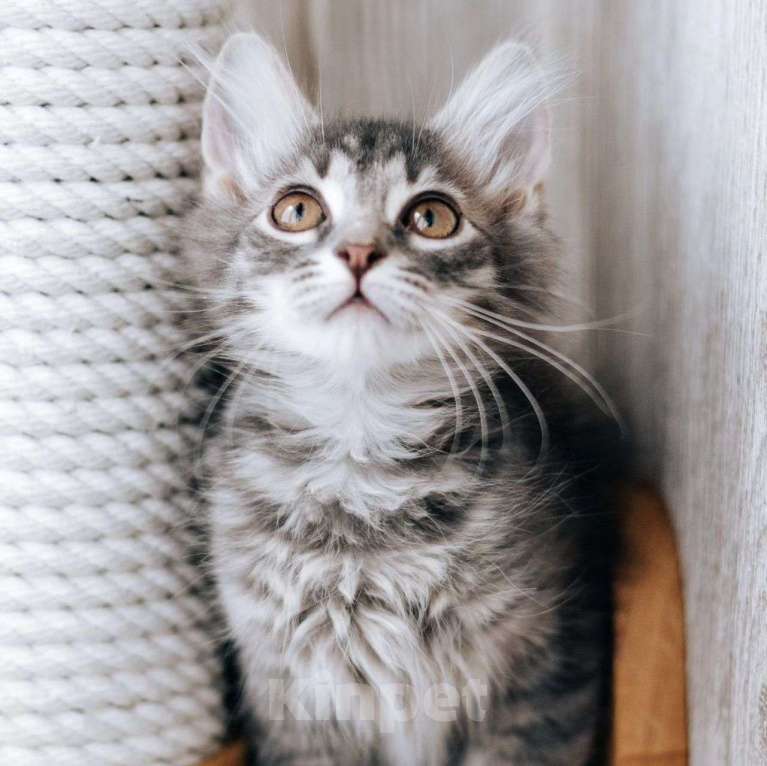 Кошки в Москве: Маленького Петю чуть не утопили Мальчик, Бесплатно - фото 5