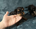 Собаки в Михайловске: Продам щенка Мальчик, 15 000 руб. - фото 2
