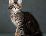 Кошки в Москве: котята мейн кун Девочка, Бесплатно - фото 3