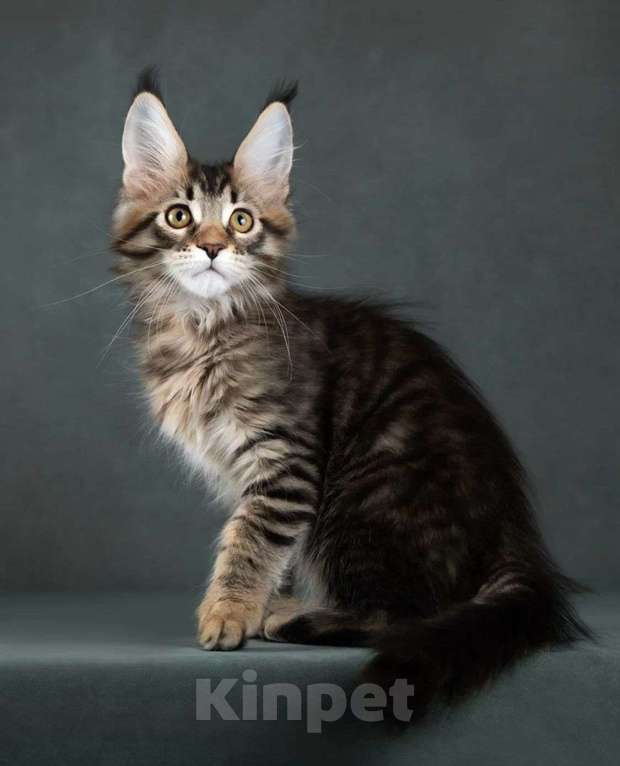 Кошки в Москве: котята мейн кун Девочка, Бесплатно - фото 3