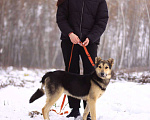 Собаки в Москве: Молоденький метис Спарки в добрые руки Мальчик, Бесплатно - фото 3