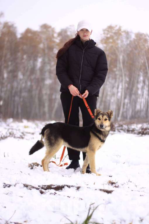 Собаки в Москве: Молоденький метис Спарки в добрые руки Мальчик, Бесплатно - фото 3