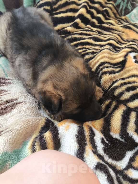 Собаки в Кировграде: Щенки немецкой овчарки длинношёрстные Девочка, 15 000 руб. - фото 10