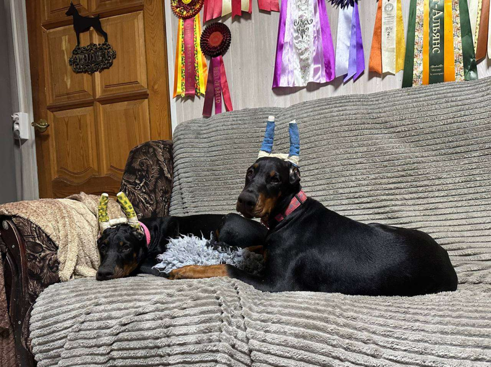 Собаки в Клине: Девочка, 3,5 мес. Девочка, 90 000 руб. - фото 5