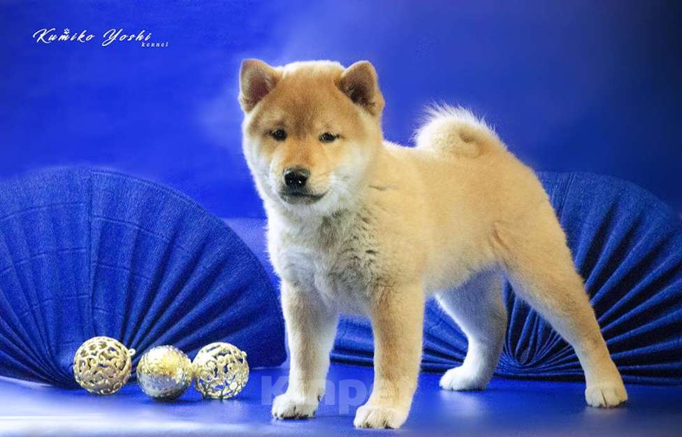 Собаки в Кирове: Сиба ину щенок мальчик яркий рыжий  Мальчик, Бесплатно - фото 1