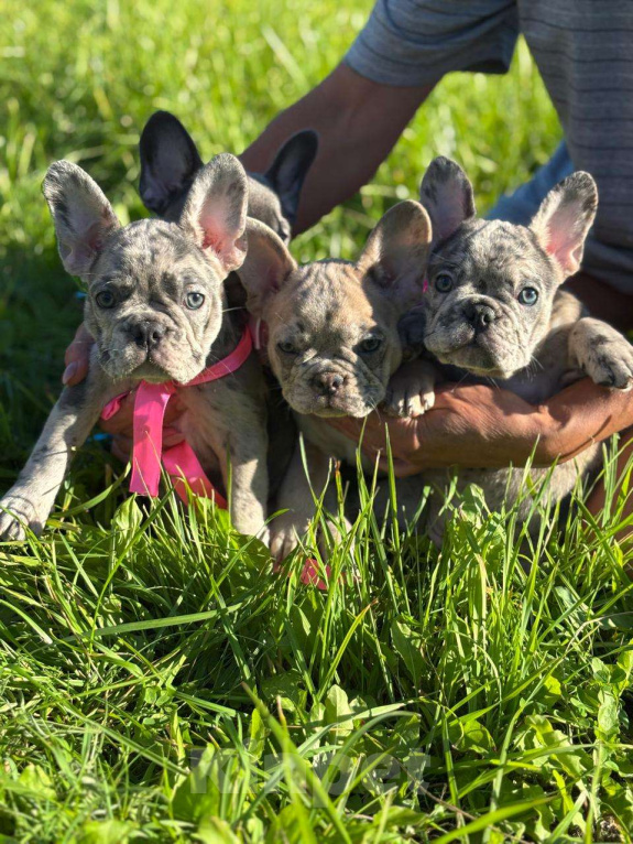 Собаки в Санкт-Петербурге: Продам щенков французского бульдога Девочка, 50 000 руб. - фото 2