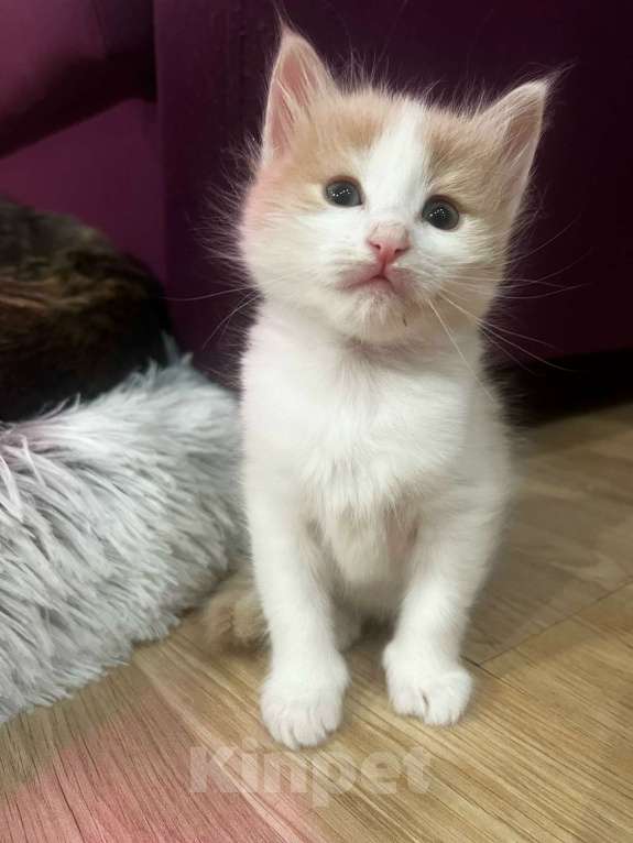 Кошки в Москве: Котенок даром в добрые руки. Девочка, Бесплатно - фото 5