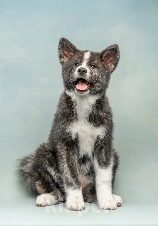 Собаки в Санкт-Петербурге: Тиана Девочка, 70 000 руб. - фото 7