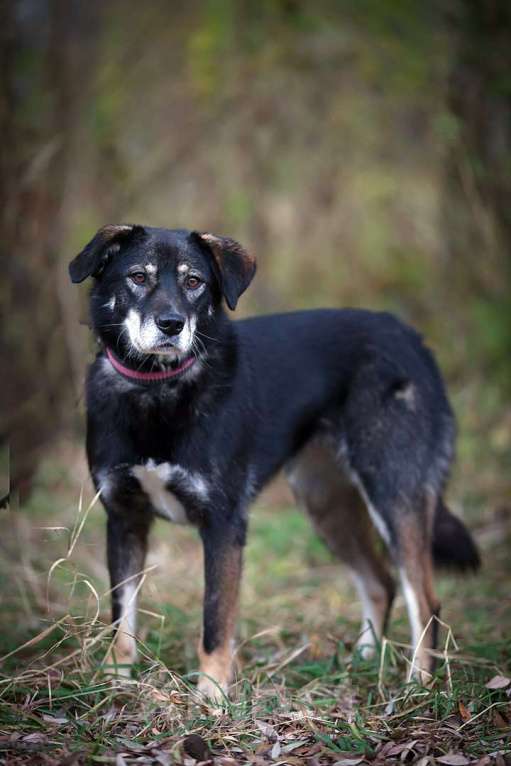 Собаки в Москве: Лея Девочка, Бесплатно - фото 3