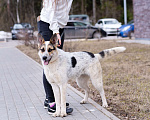 Собаки в Москве: Дольче в поисках дома Девочка, Бесплатно - фото 8