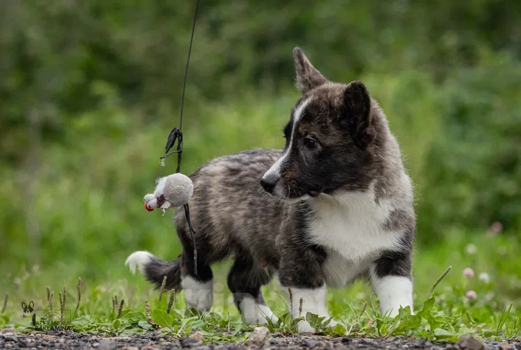 Собаки в других городах Московской области: Малыш Корги Мальчик, 35 000 руб. - фото 6