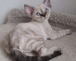 Кошки в Люберцах: Девон-рекс котята Мальчик, Бесплатно - фото 1