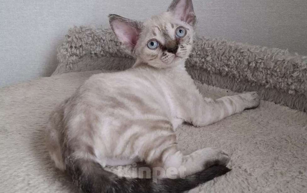 Кошки в Люберцах: Девон-рекс котята Мальчик, Бесплатно - фото 1