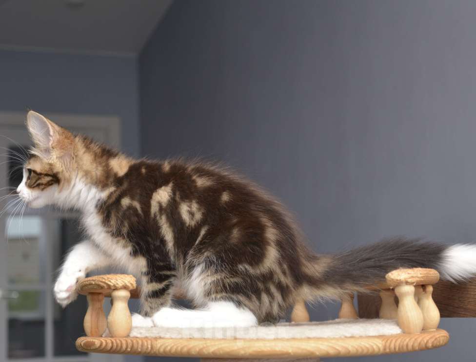 Кошки в Краснодаре: Мейн-кун мальчик Мальчик, 80 000 руб. - фото 4