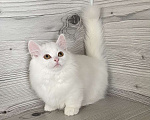 Кошки в Кировске (Мурманская область): Latifa  Девочка, Бесплатно - фото 1