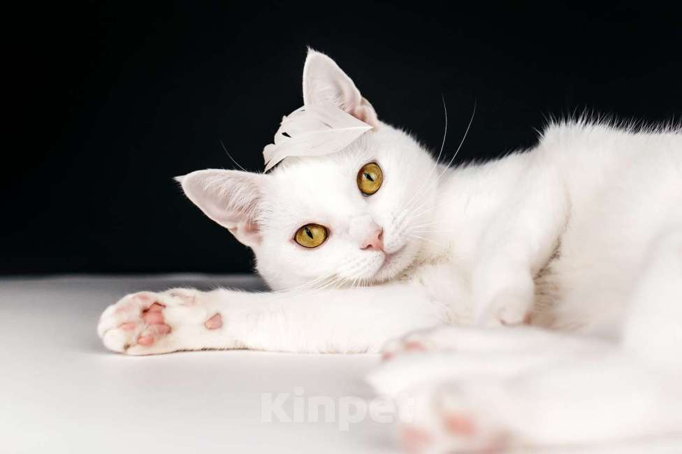 Кошки в Москве: Белая кошечка Коша ищет дом Девочка, 1 руб. - фото 2