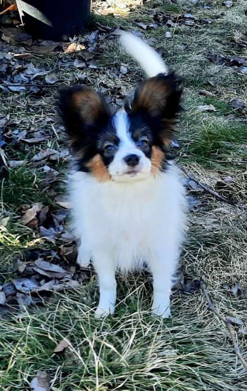 Собаки в Москве: Папийон мальчик Мальчик, 30 000 руб. - фото 3