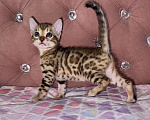 Кошки в Уфе: Бенгальские чистокровные котята Девочка, 15 000 руб. - фото 4