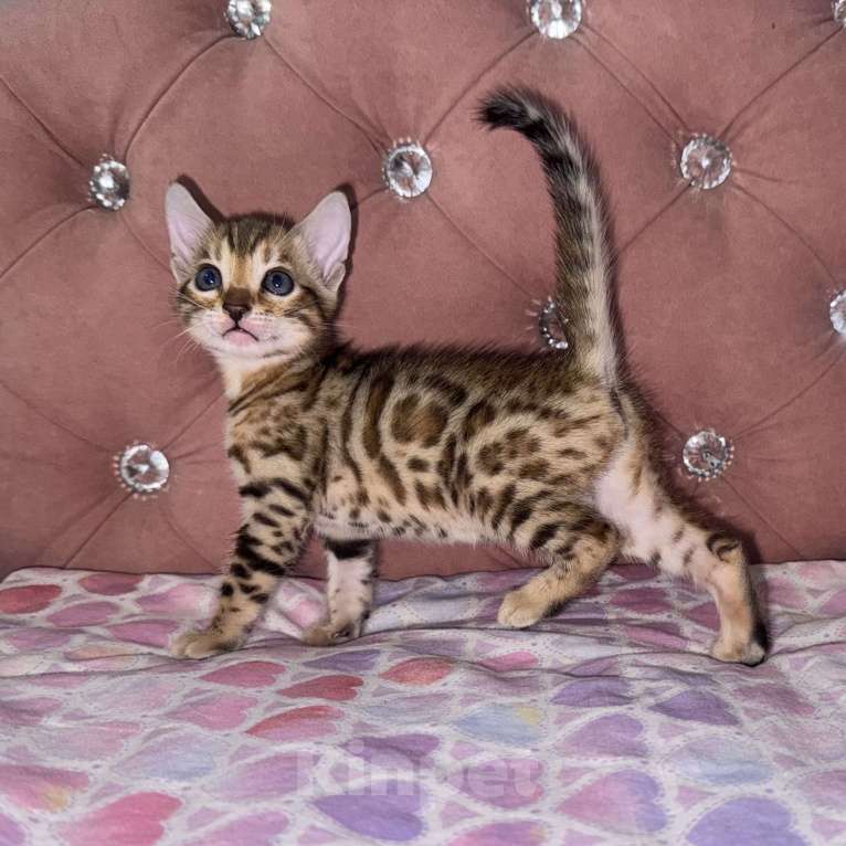 Кошки в Уфе: Бенгальские чистокровные котята Девочка, 15 000 руб. - фото 4