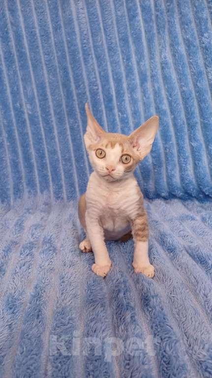 Кошки в Нижнекамске: Котенок девон рекс Мальчик, 45 000 руб. - фото 2
