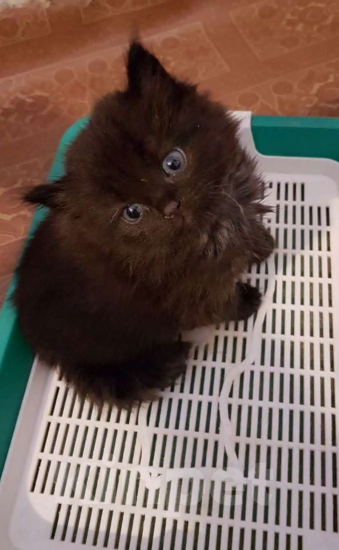 Кошки в Перми: Шотландские котята ,, Шоколадный дым,, Девочка, 1 000 руб. - фото 3