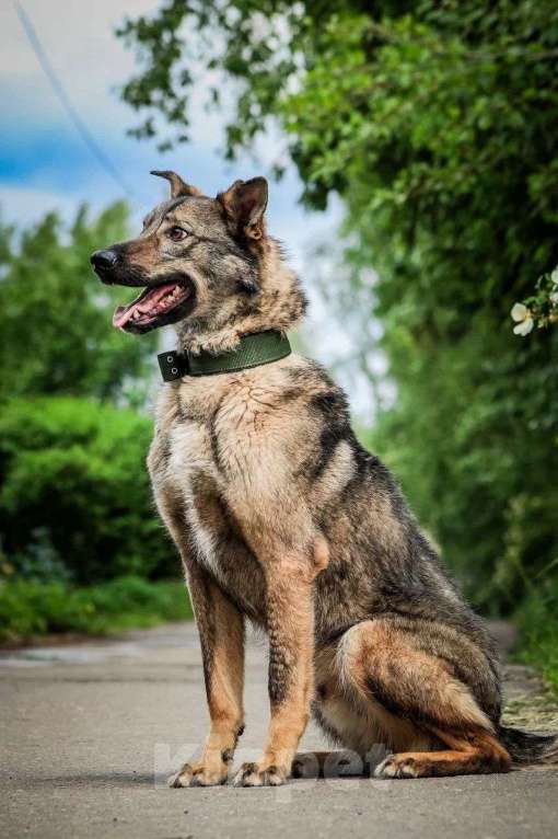 Собаки в Москве: Молодой пес Спарки ищет семью. Мальчик, Бесплатно - фото 8